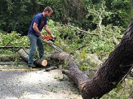Best Tree Maintenance Programs  in Tanglewilde, WA