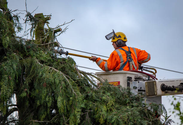 Best Palm Tree Trimming  in Tanglewilde, WA
